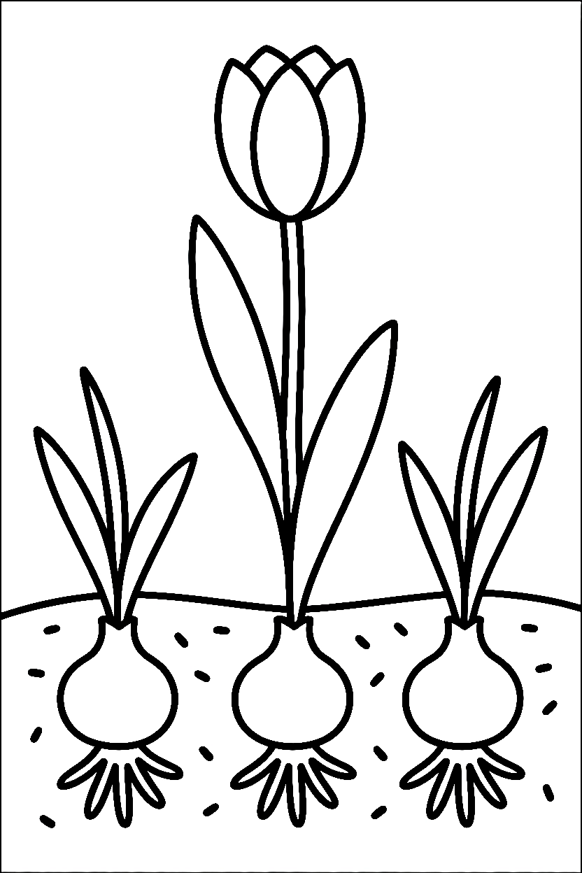 tulip bulb ground printable sheet