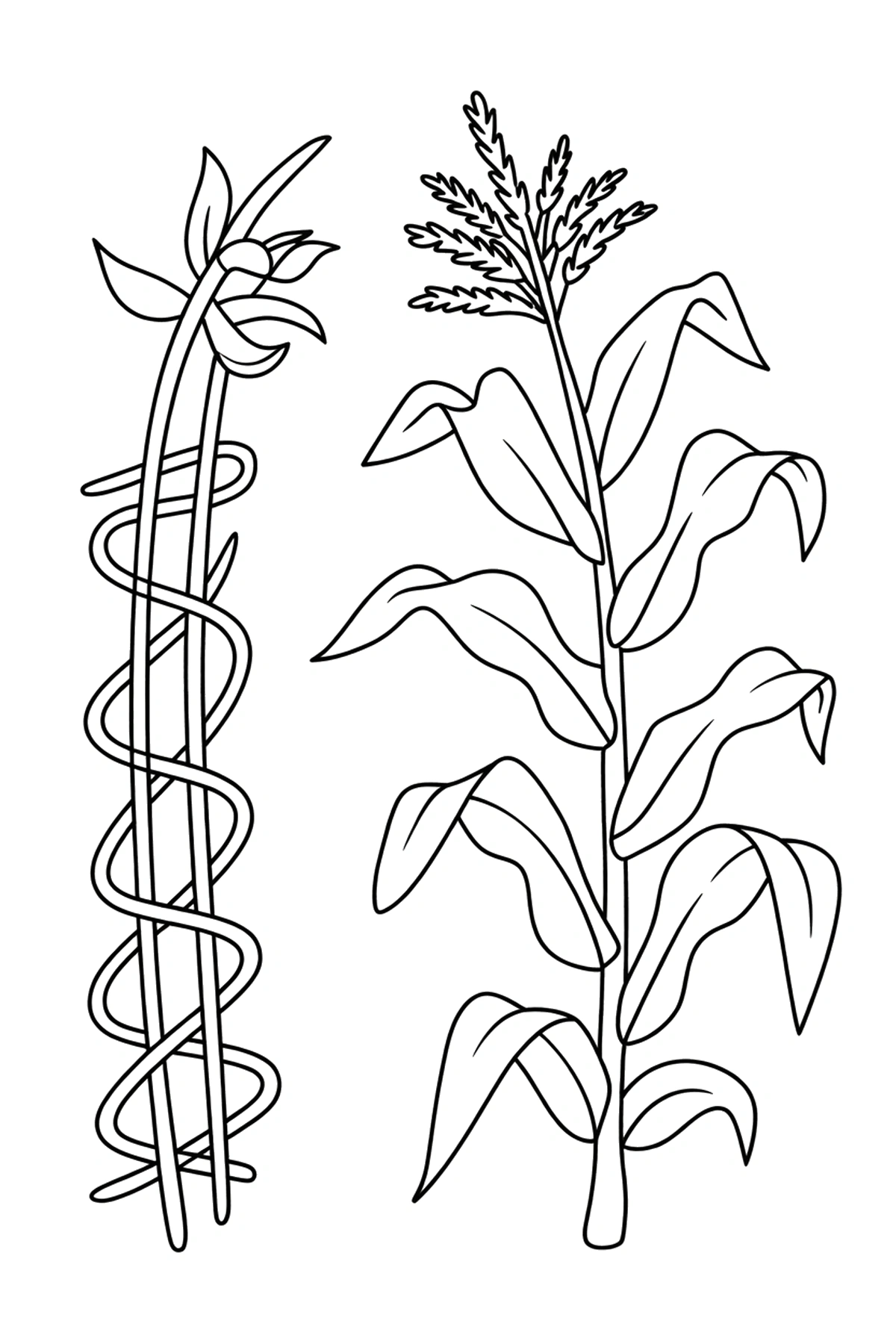 corn coloring sheets trellis frame