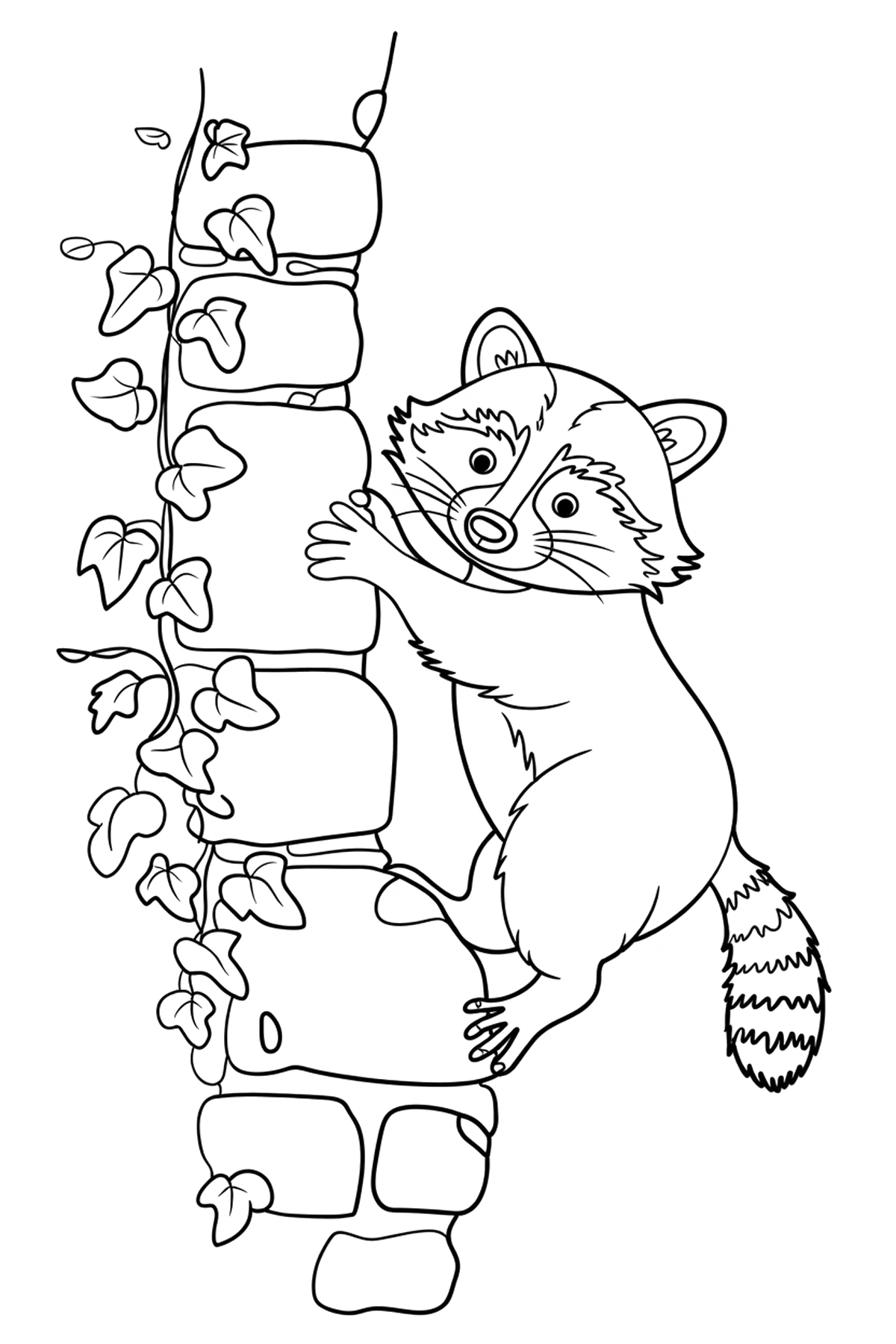 easy raccoon coloring page